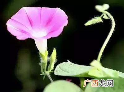 喇叭花的资料,牵牛花介绍20字左右？