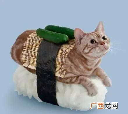猫咪能吃什么蔬菜,小猫能吃生菜吗？
