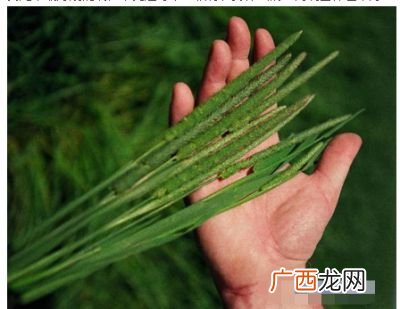 提摩西草是狗尾巴草一样吗,提摩西草怎么做?