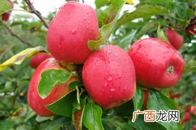 天水有哪些特色水果,天水大樱桃和山东大樱桃哪个好？