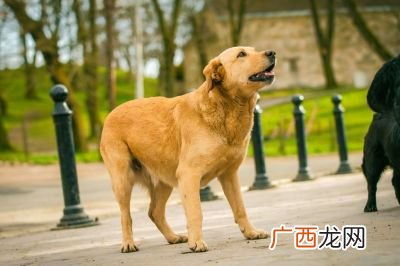 金毛多少个月成年,金毛几个月成型?
