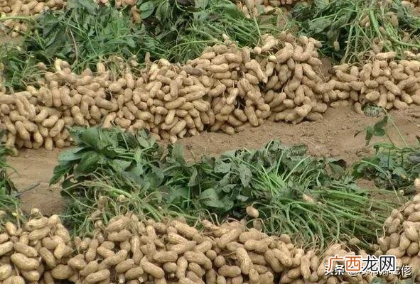 底肥怎样施才能达到最佳效果,种花生怎么施底肥，施什么底肥，种花生用什么肥料最好？