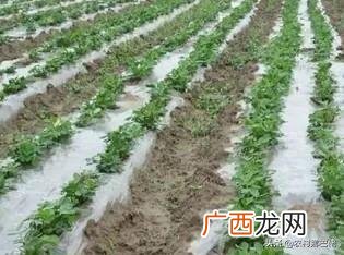 底肥怎样施才能达到最佳效果,种花生怎么施底肥，施什么底肥，种花生用什么肥料最好？