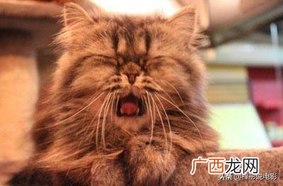 猫咪打喷嚏正常吗,猫咪老是打喷嚏怎么办？