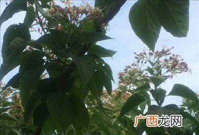 常用园林树种有哪些,【园林树种】常见的园林树种有哪些？