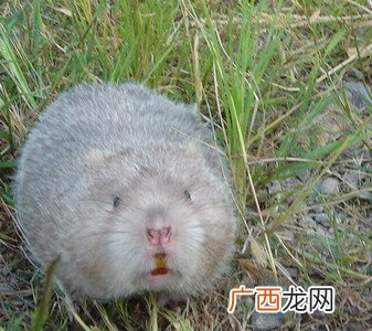 竹鼠如何养殖,合法养殖竹鼠需要办理哪些证件？