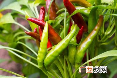 红豆角的做法你喜欢吃吗,红豆角茄子的家常做法？