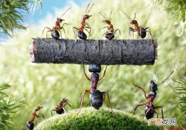 蚂蚁洞口朝向什么方向