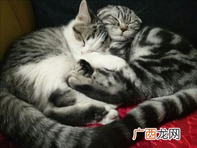 英短虎斑猫就是不纯吗,英短虎斑猫习性？