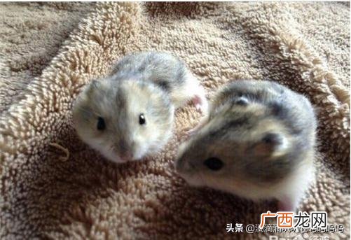 仓鼠总咬笼子是为什么啊,仓鼠老咬笼子怎么办，仓鼠咬笼子影响及处理方法？