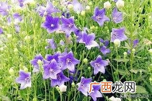 牡丹什么时候开花,牡丹花,向日葵,蝴蝶兰分别是几点开花？