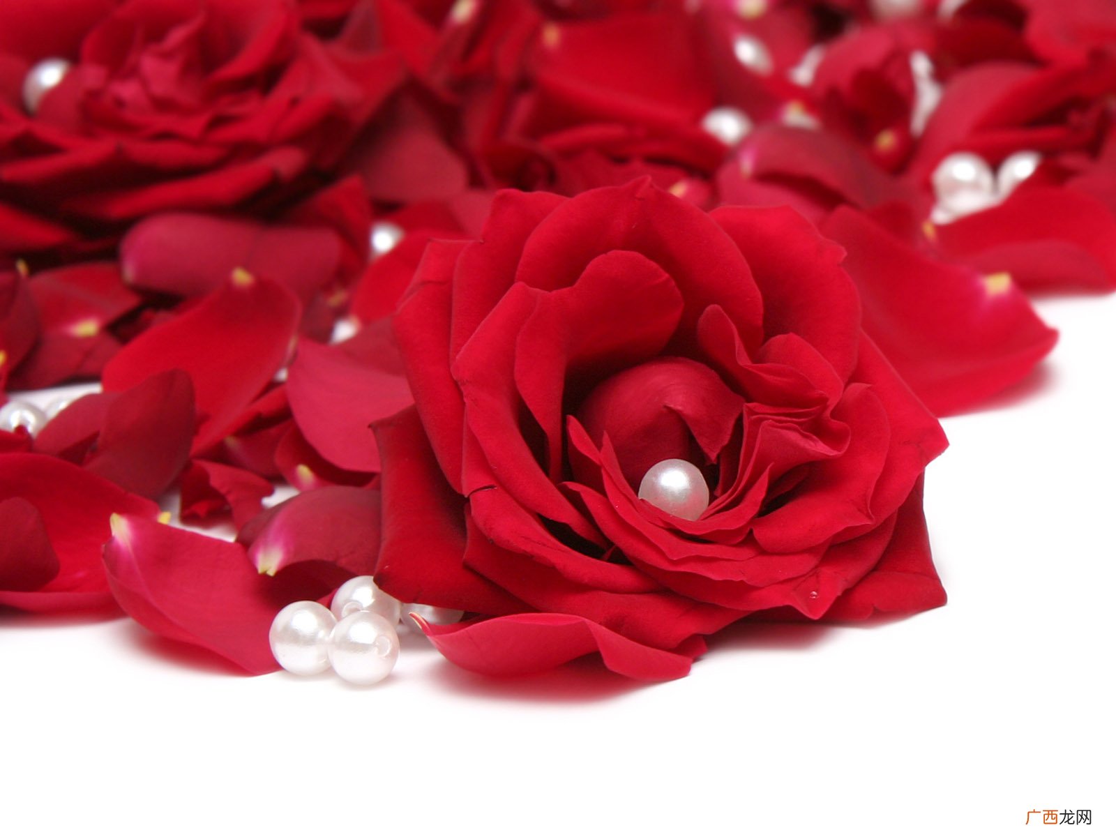 29朵玫瑰花的花语是什么,29朵玫瑰花含义?