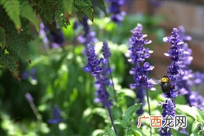 快乐鼠尾草精油作用,clarysage是什么精油?