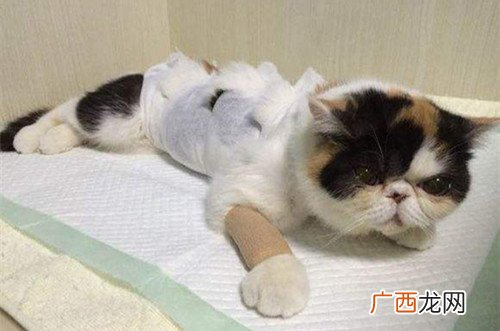 母猫能绝育吗,母猫能做绝育吗？