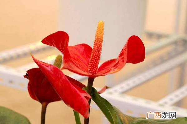 请问鹅掌花怎样养,鹅掌花冬天还开花吗？