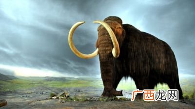 猛犸象的特点,创造与魔法极品猛犸象是多少？