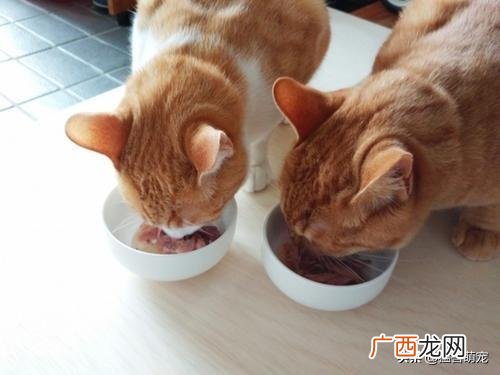 猫咪拉肚子是怎么回事,猫咪长期腹泻什么原因？