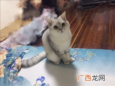 猫咪拉肚子是怎么回事,猫咪长期腹泻什么原因？