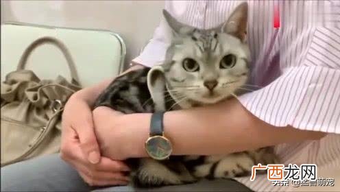 猫咪拉肚子是怎么回事,猫咪长期腹泻什么原因？