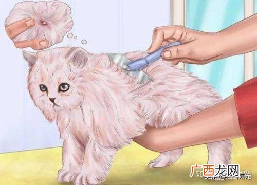 猫咪拉肚子是怎么回事,猫咪长期腹泻什么原因？