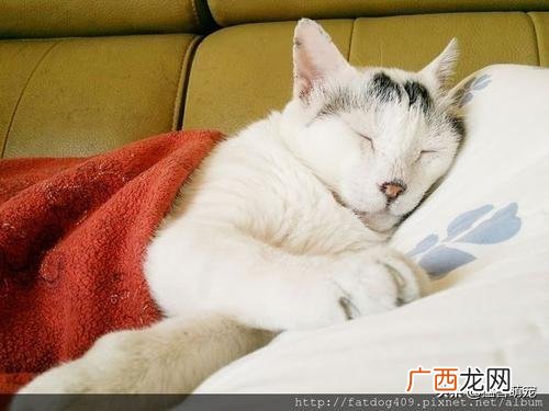 猫咪拉肚子是怎么回事,猫咪长期腹泻什么原因？