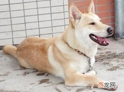 狗怕什么气味,狗最怕三种人是谁？