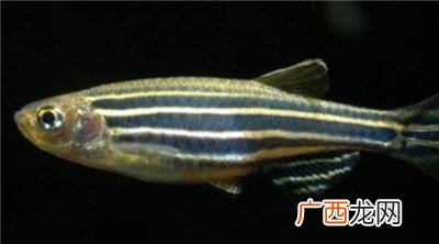 如何判断斑马鱼快繁殖了,斑马鱼怀孕,判断斑马鱼怀孕的几个特征?