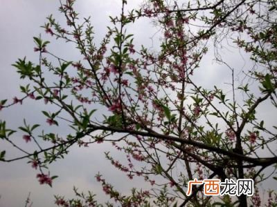 描写草原美丽景色的成语,自然会想起这些描绘草原的四字词语，一碧千里还有什么？