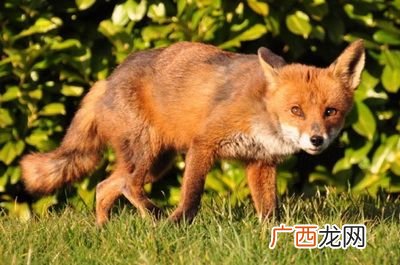 思妇代表什么动物,什么动物比喻思念的人？