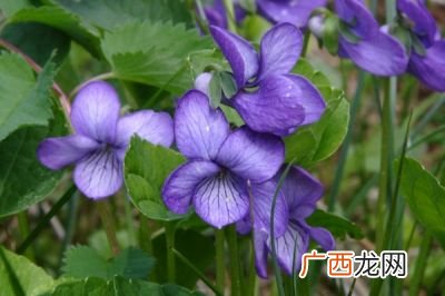 紫罗兰什么时候开花,紫罗兰花期？