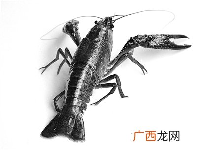 小龙虾熟了有寄生虫吗,龙虾吃出蛆是怎么回事？