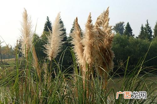 芦苇花有什么寓意,送芦苇有什么含义？