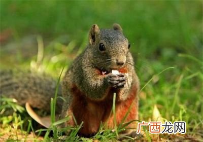 红腹松鼠怎么养,40天红腹松鼠怎么饲养？
