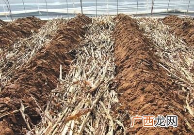 玉米秸秆怎么做饲料,青玉米秸秆，喂猪，做颗粒饲料，怎么配干料？