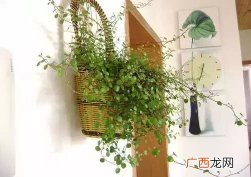四季常青的花卉植物有哪些,四季常青的植物？