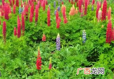 鲁冰花的花语是什么,鲁冰花的读后感100字？