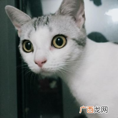 用猫做头像的男生是怎样的心理,猫头头像代表什么意思？
