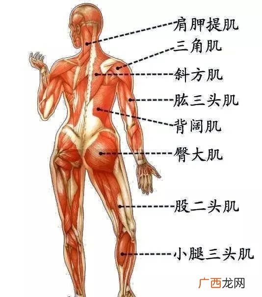 大腿的骨骼肌有哪些,人腿的结构图？