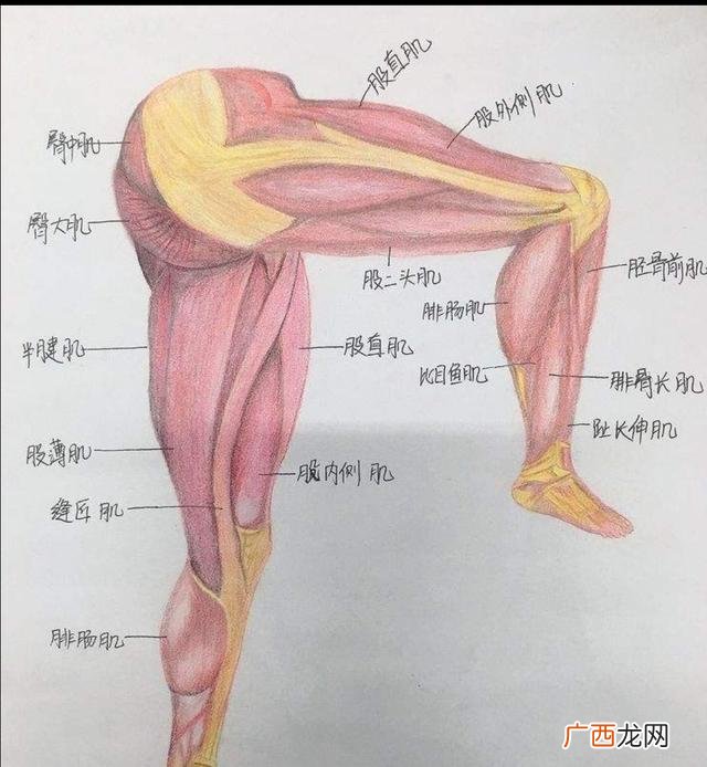 大腿的骨骼肌有哪些,人腿的结构图？