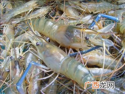 罗氏沼虾怎么做好吃,罗氏醉沼虾的做法大全？