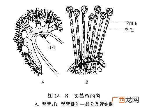 脊索动物的三大主要特征是什么,脊索动物和脊椎动物区别？