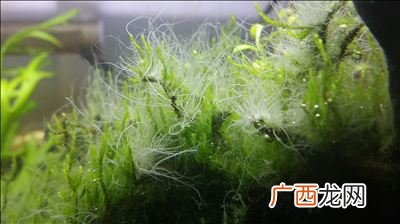 水藻有哪些种类,绿藻的种类及图片？
