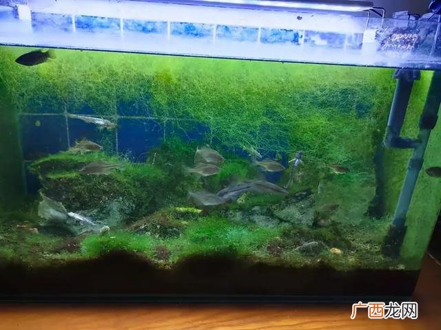 水藻有哪些种类,绿藻的种类及图片？