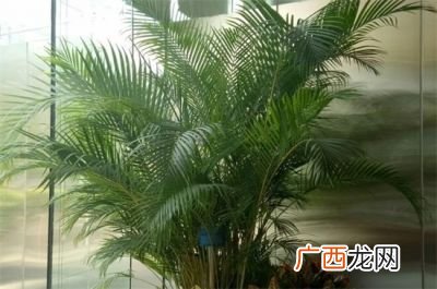 散尾葵的养殖方法和注意事项,散尾葵的养殖方法是怎样的？