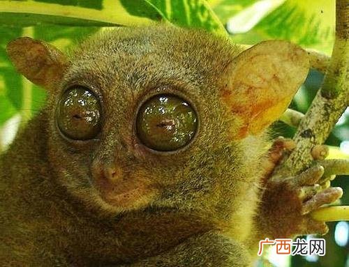 龙凤眼是什么动物,历史人物中谁是龙凤眼？