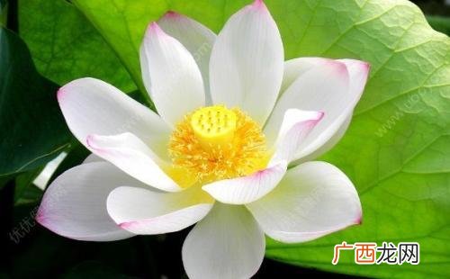夏天有什么花开放名字,夏天开的花有哪些 名称？
