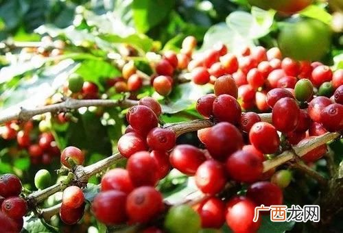 咖啡豆中国可以种植吗,东北能种咖啡豆吗?