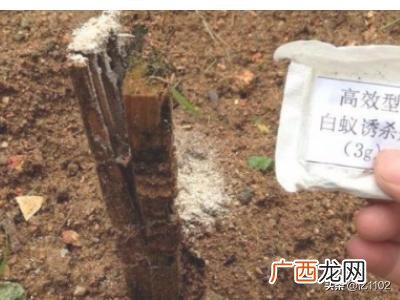 家里有白蚁怎么办如何去除,家里发现白蚁怎么办？