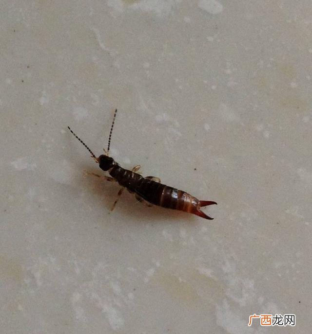 虫子的名称都有哪些,家里喜欢出现的虫子有哪些？