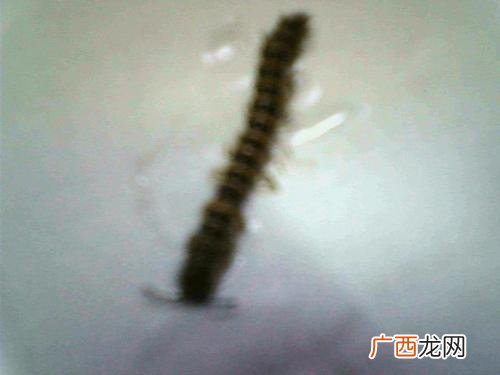 虫子的名称都有哪些,家里喜欢出现的虫子有哪些？